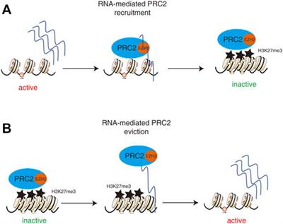 Frontiers Polycomb Repressive Complex Controls Cardiac Cell Fate